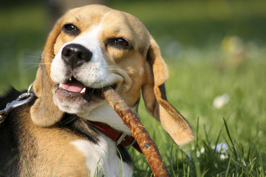 比格犬