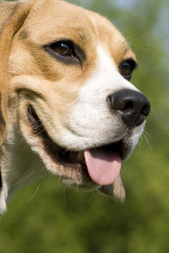 比格犬