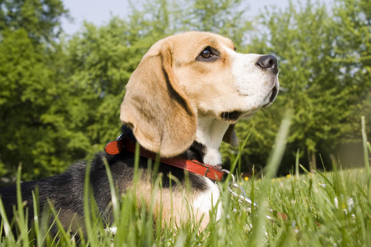 比格犬