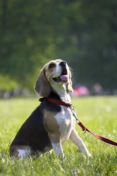 比格犬