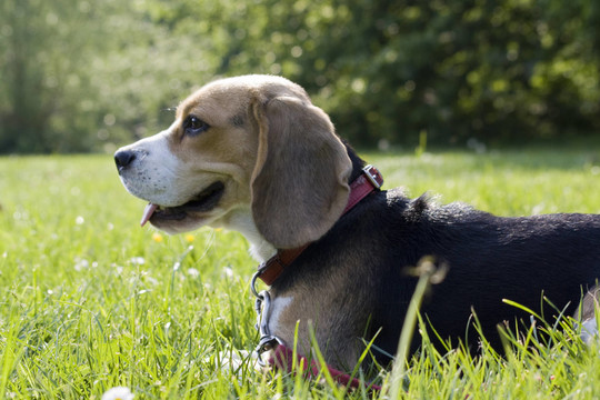 比格犬
