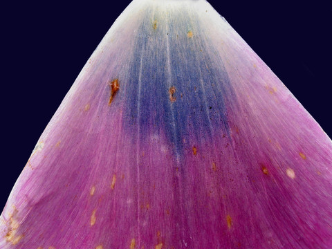郁金香花瓣II