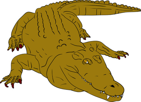 動(dòng)物插圖