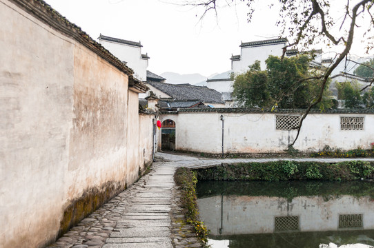 清晨的前胡