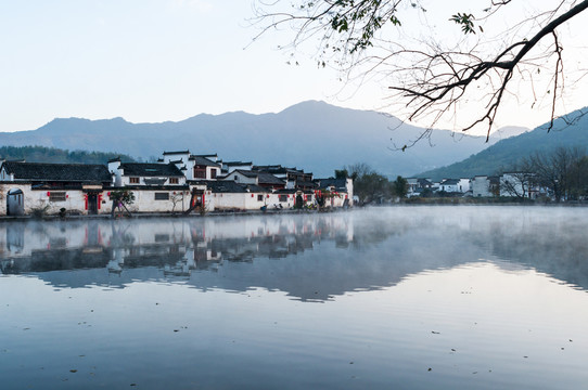 清晨的前胡