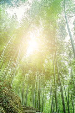竹林竹子竹葉