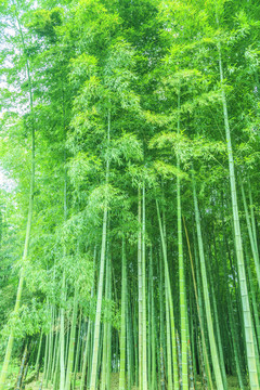竹子竹林竹葉