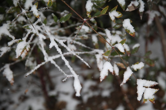 葉子上的積雪