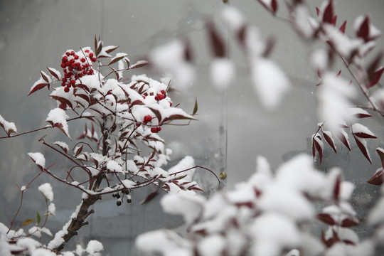 紅豆落雪