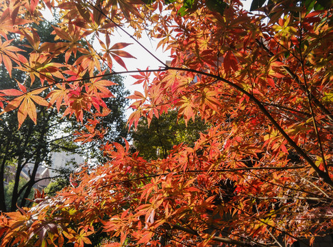 紅楓葉