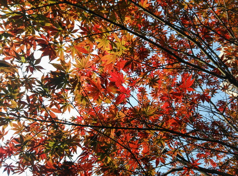 紅楓葉