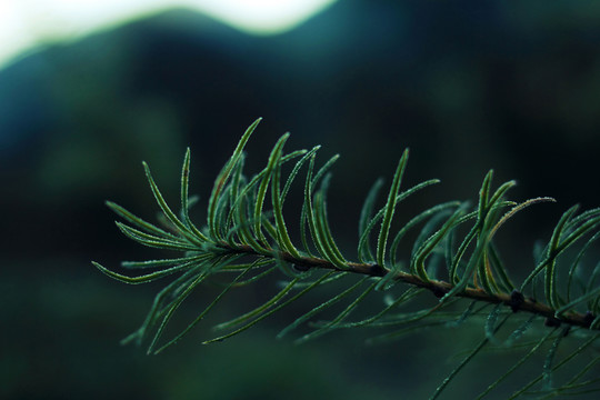 霜降 小草 枝葉 野草