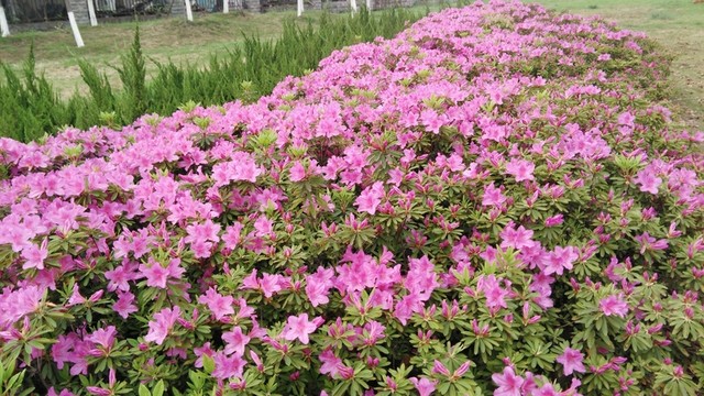 杜鵑花
