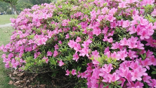 杜鵑花