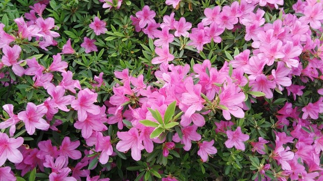 杜鵑花
