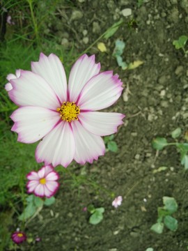 花卉