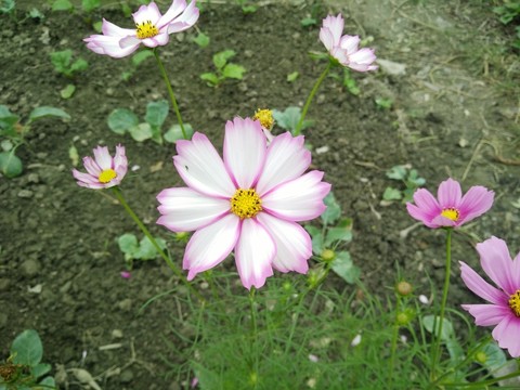 花卉