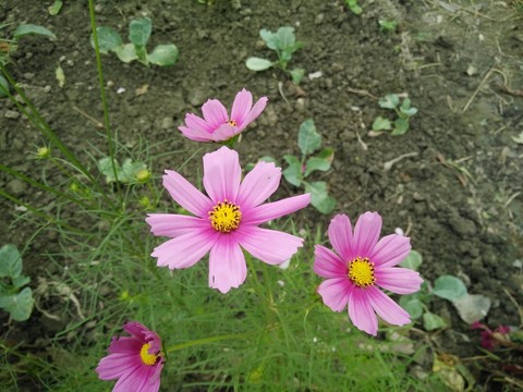 花卉