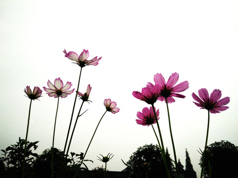 花卉