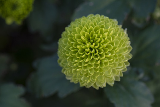菊花