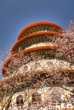 花卉