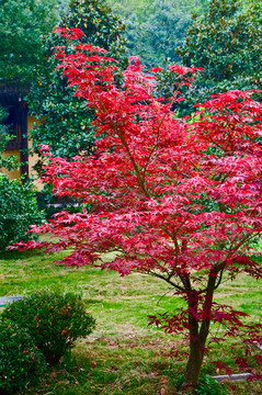 紅楓