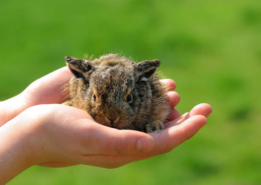 動物