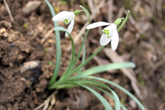 FRühlingsblumen1