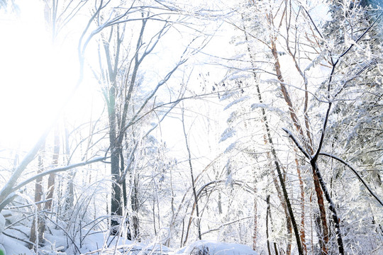 雪 風(fēng)景 村莊 雪鄉(xiāng) 農(nóng)村