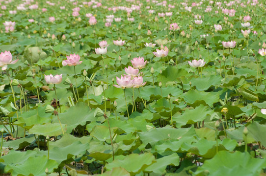 蓮花場