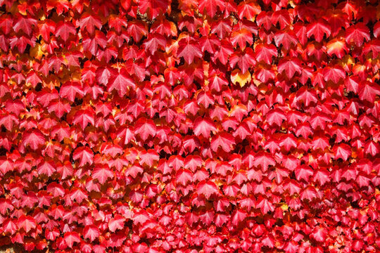 秋天紅葉