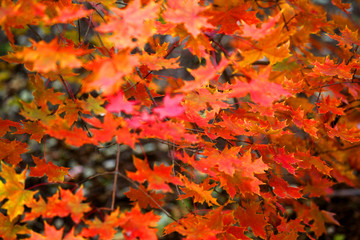 秋天紅葉 秋景圖 楓樹