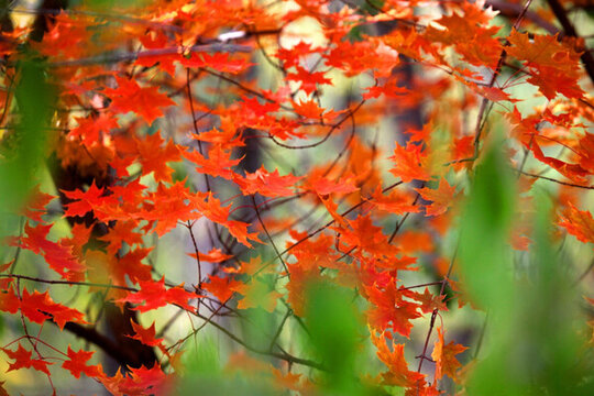 秋天紅葉 秋景圖 秋天 風(fēng)景