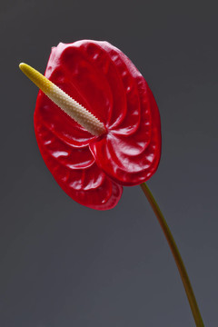 紅掌