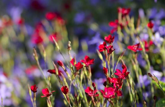 花