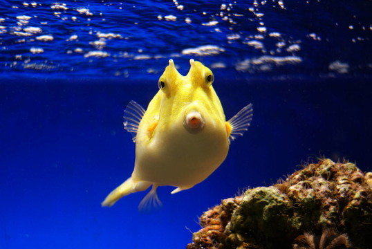 Boxfish