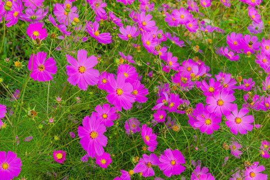 格桑花
