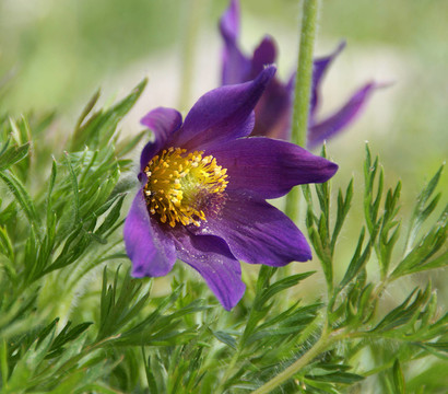 花園