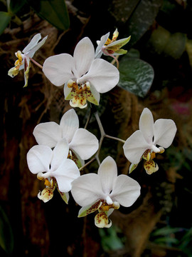 白蘭花