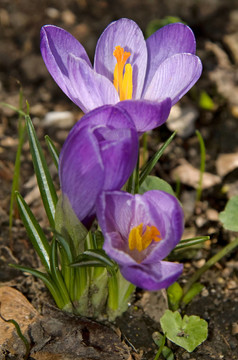 兩只藍(lán)色的鮮花和花蕾