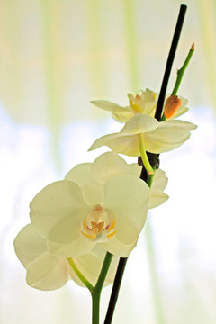 花卉