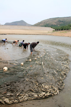 養(yǎng)殖淡水魚捕撈