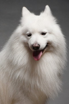薩摩耶犬