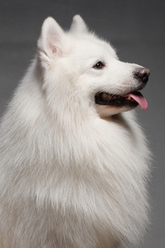 薩摩耶犬