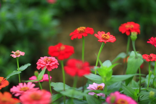 百日菊