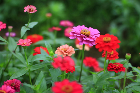 百日菊