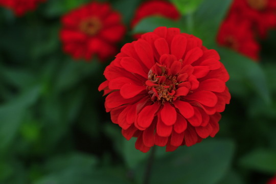 百日菊