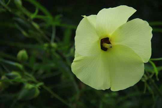 金花葵