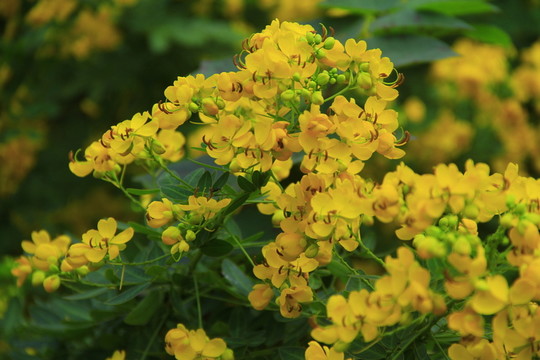黃花槐