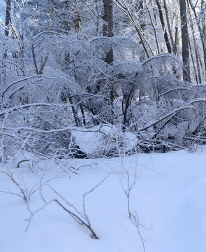 雪鄉(xiāng) 雪鄉(xiāng)風(fēng)景 中國雪鄉(xiāng)